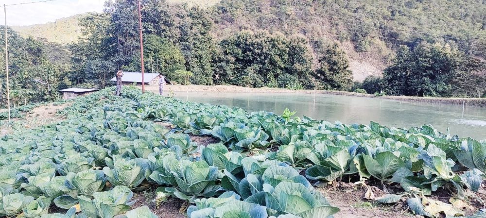 Cabbage farm located on the bank of River Zunki in Tethuyo village under Kiphire district. (Morung Photo)